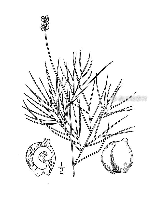 古植物学植物插图:Potamogeton confervoides，藻类状的Pondweed